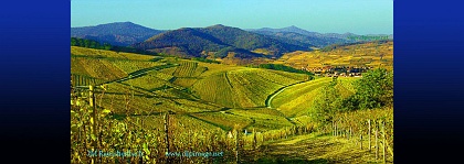 vignoble,katzenthal,et montagne